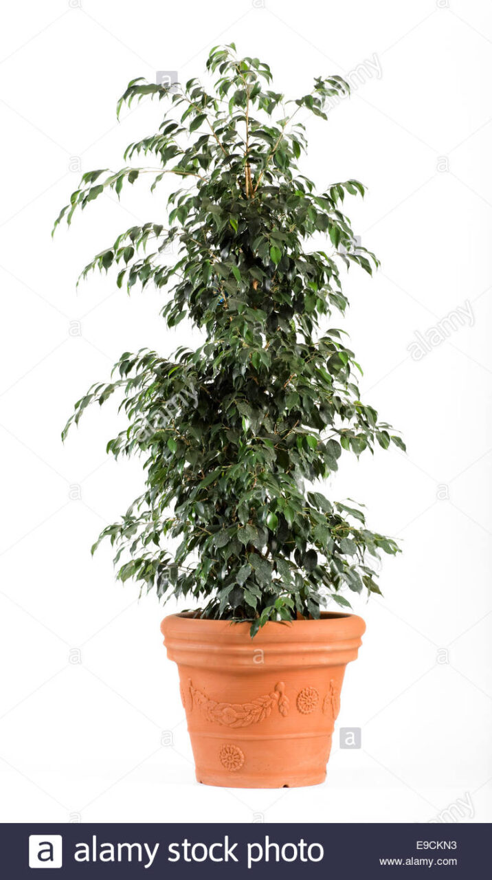 Ficus benjamina danielle cuidados