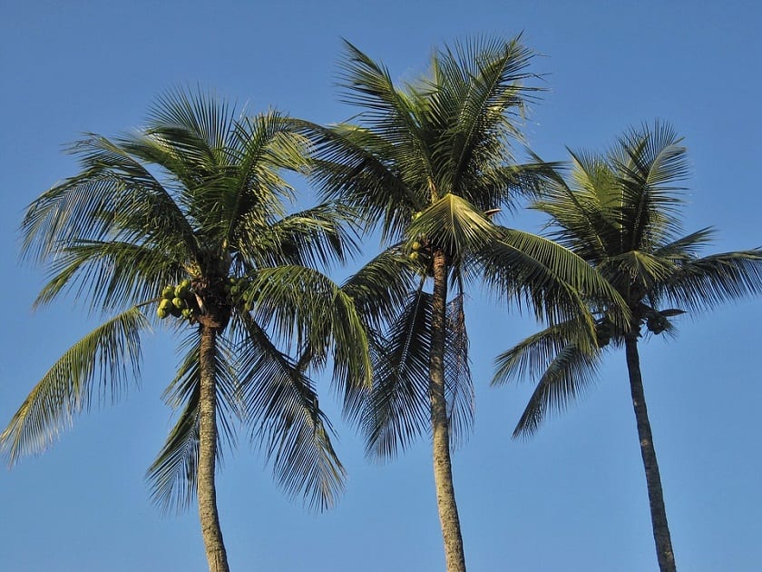 Cpalma de cocotero