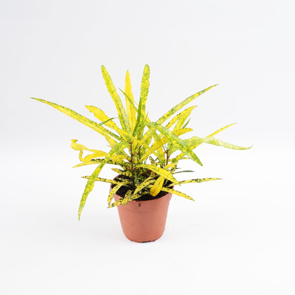 Croton excellent se le caen las hojas
