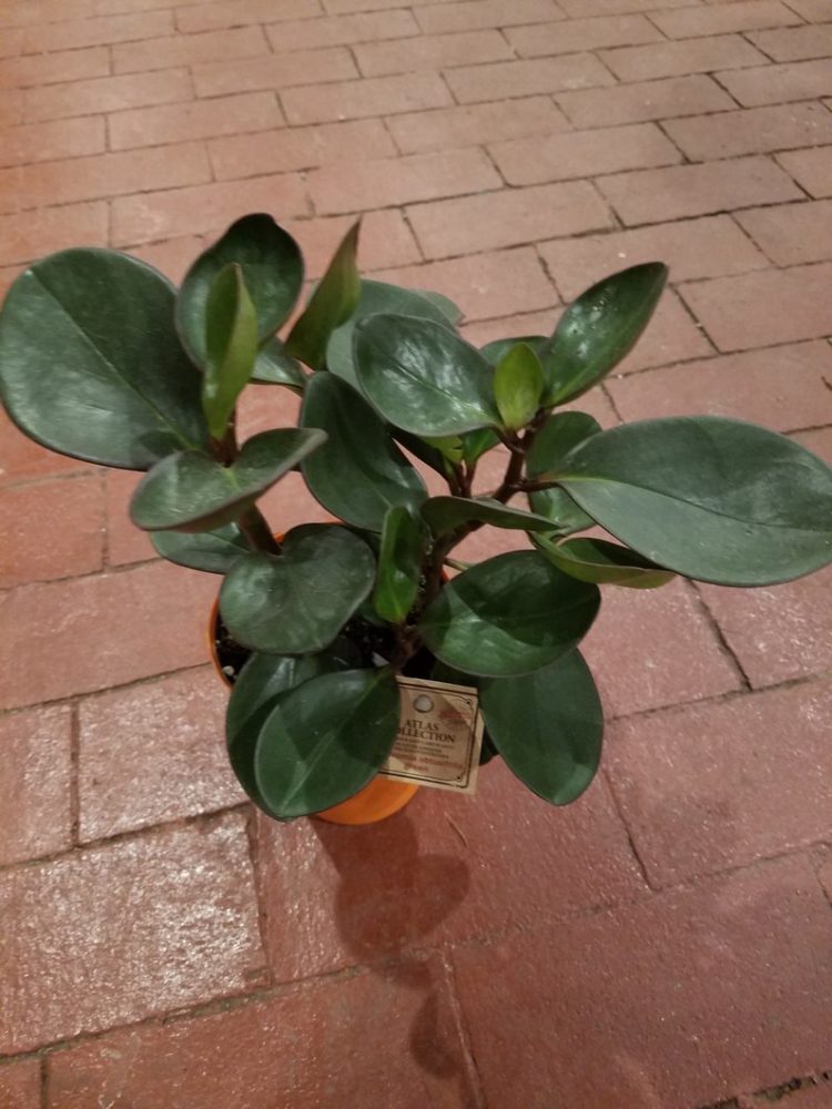 Peperomia obtusifolia variegata cuidados