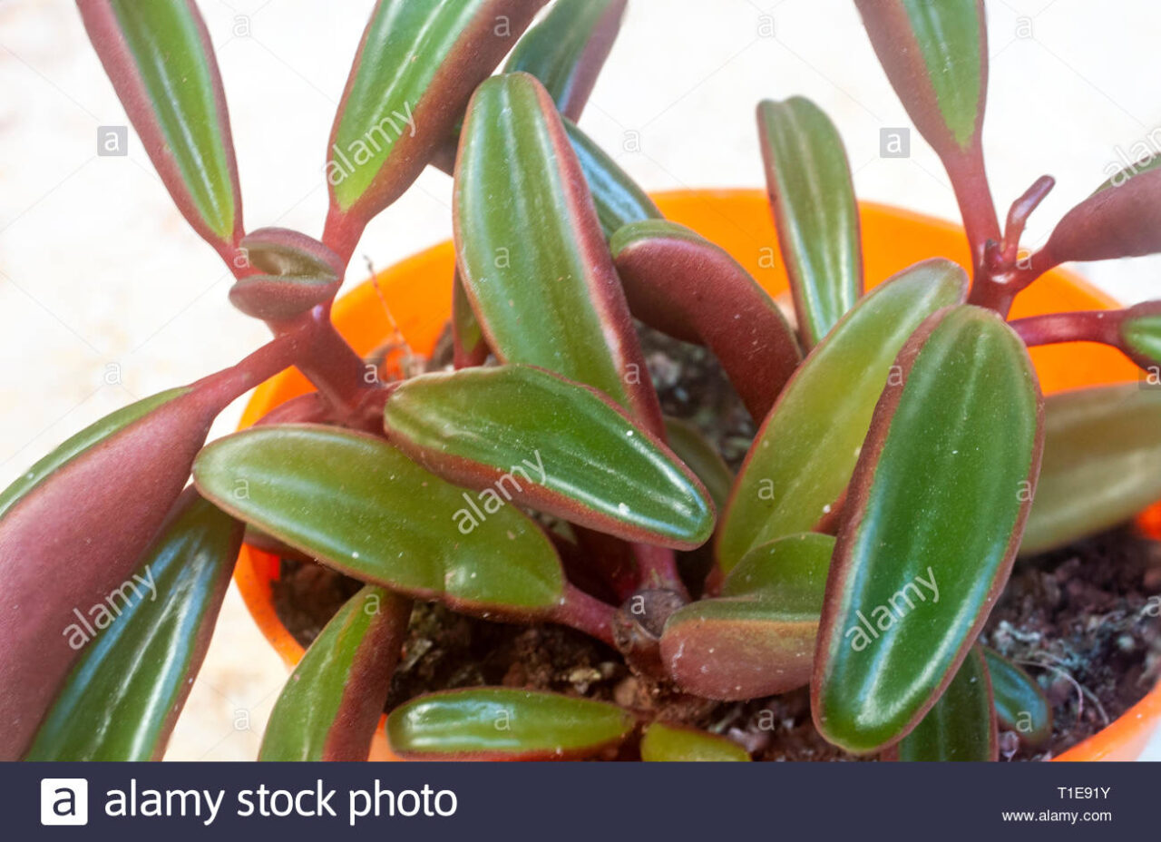 Cuidados planta suculenta peperomia graveolens