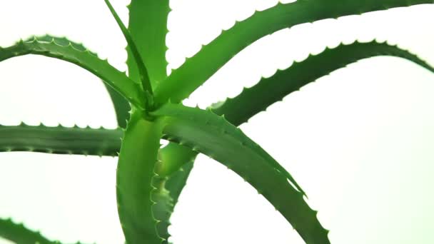 Videos de aloe vera