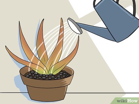 Como revivir aloe vera