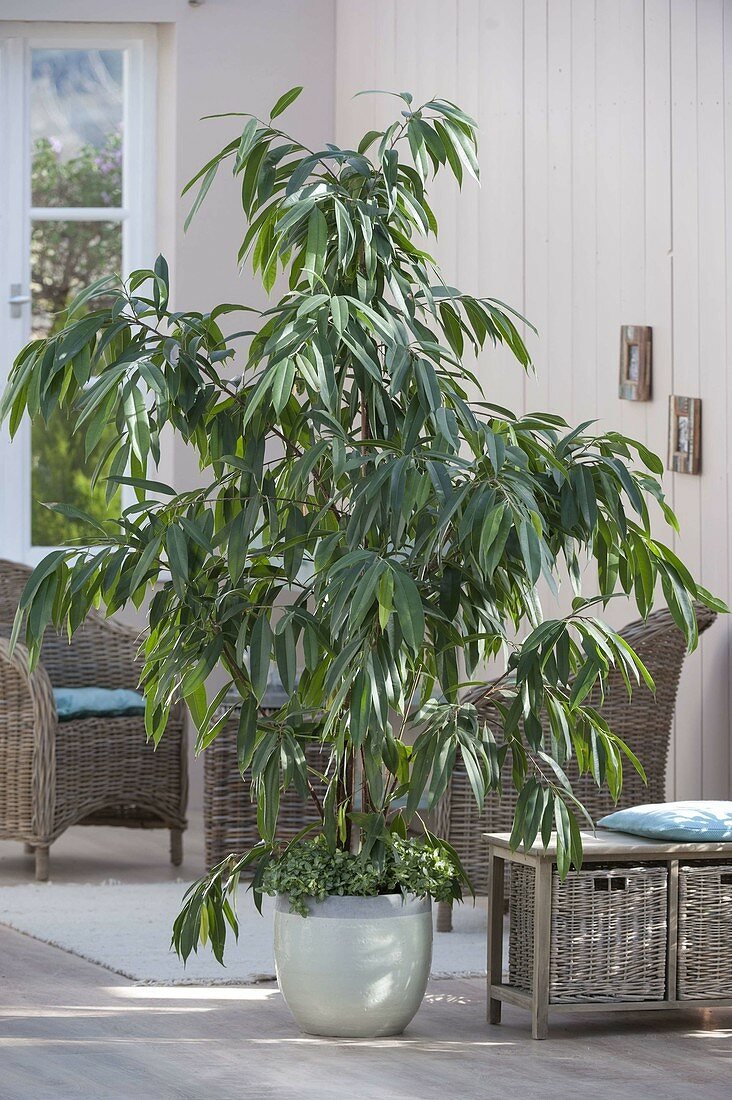 Tipos de ficus benjamina interior