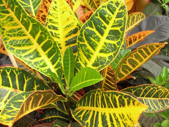 Especies de croton