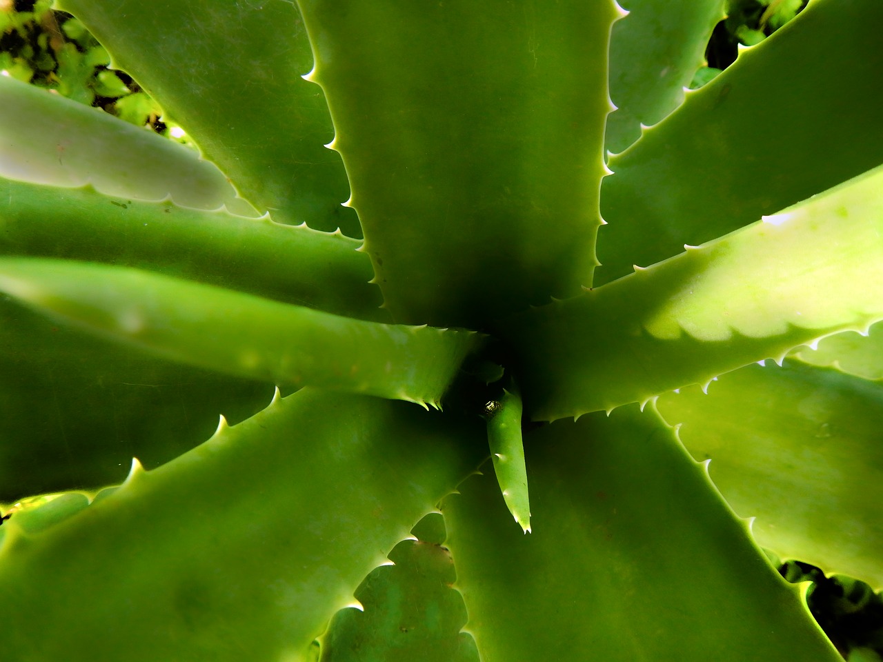 Se puede poner aloe vera en el shampoo