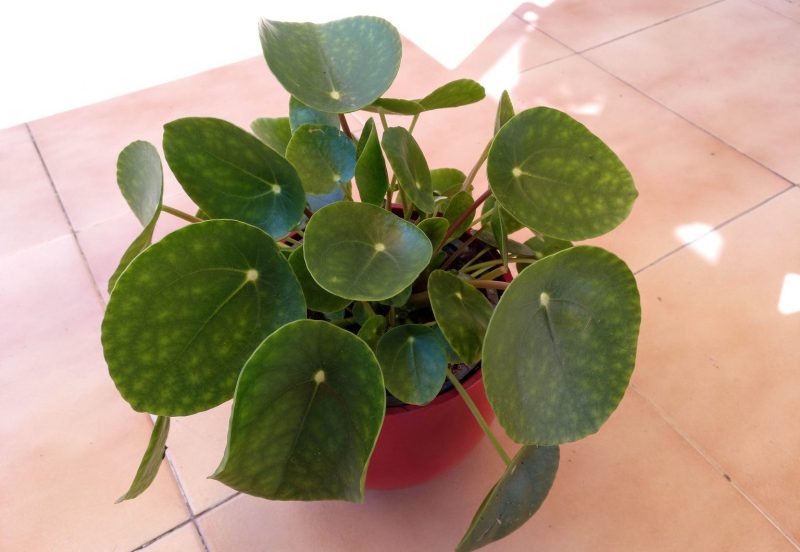Planta del dinero hojas blancas