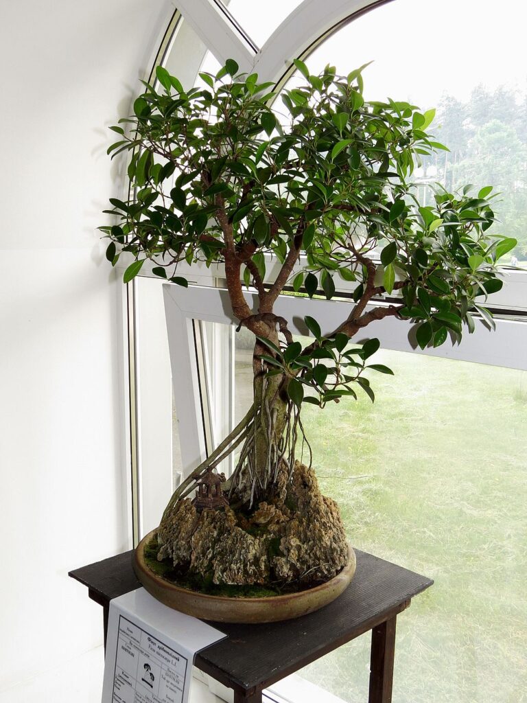 El tiempo de crecimiento de un ficus benjamina