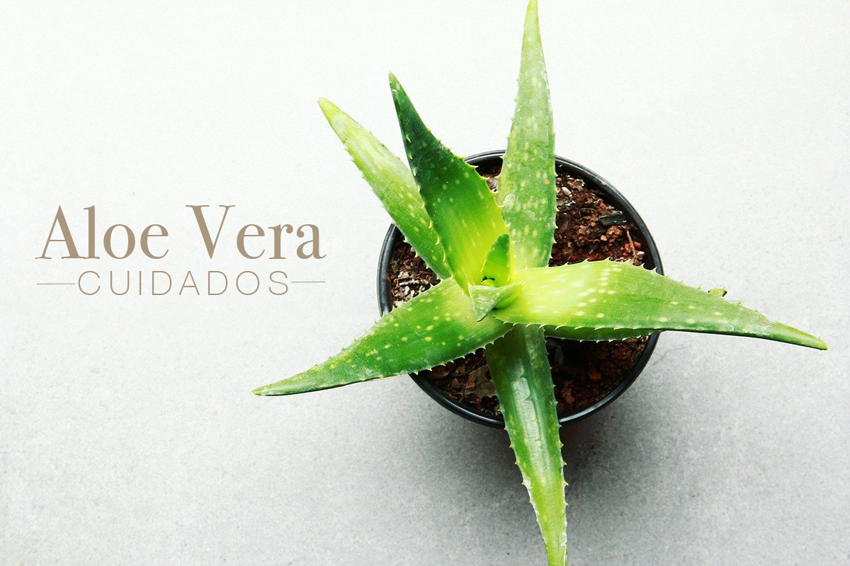 Flores de aloe vera beneficios