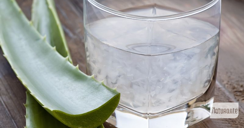 Aloe vera king dosis diaria