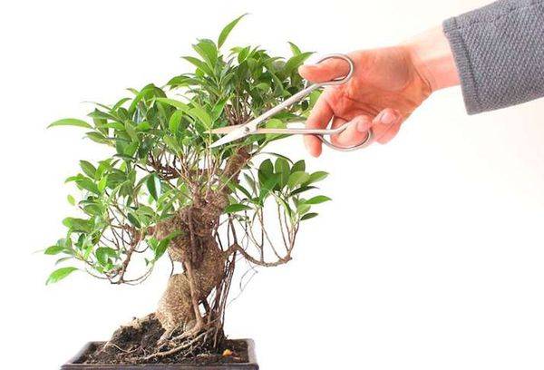 Se fusionan los troncos del ficus benjamina