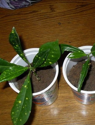 Croton planta hojas caidas