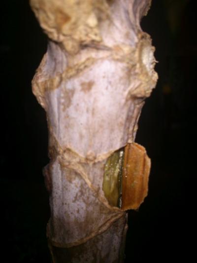 Dracena marginata tallo blando