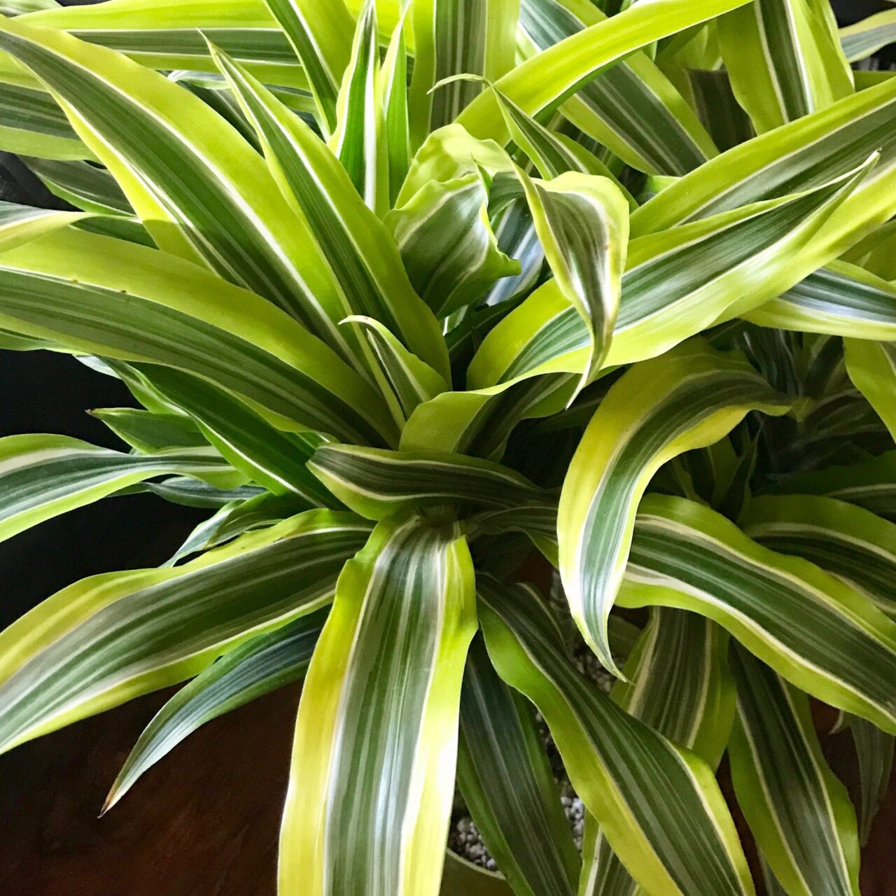 Replantar dracena hoja fina