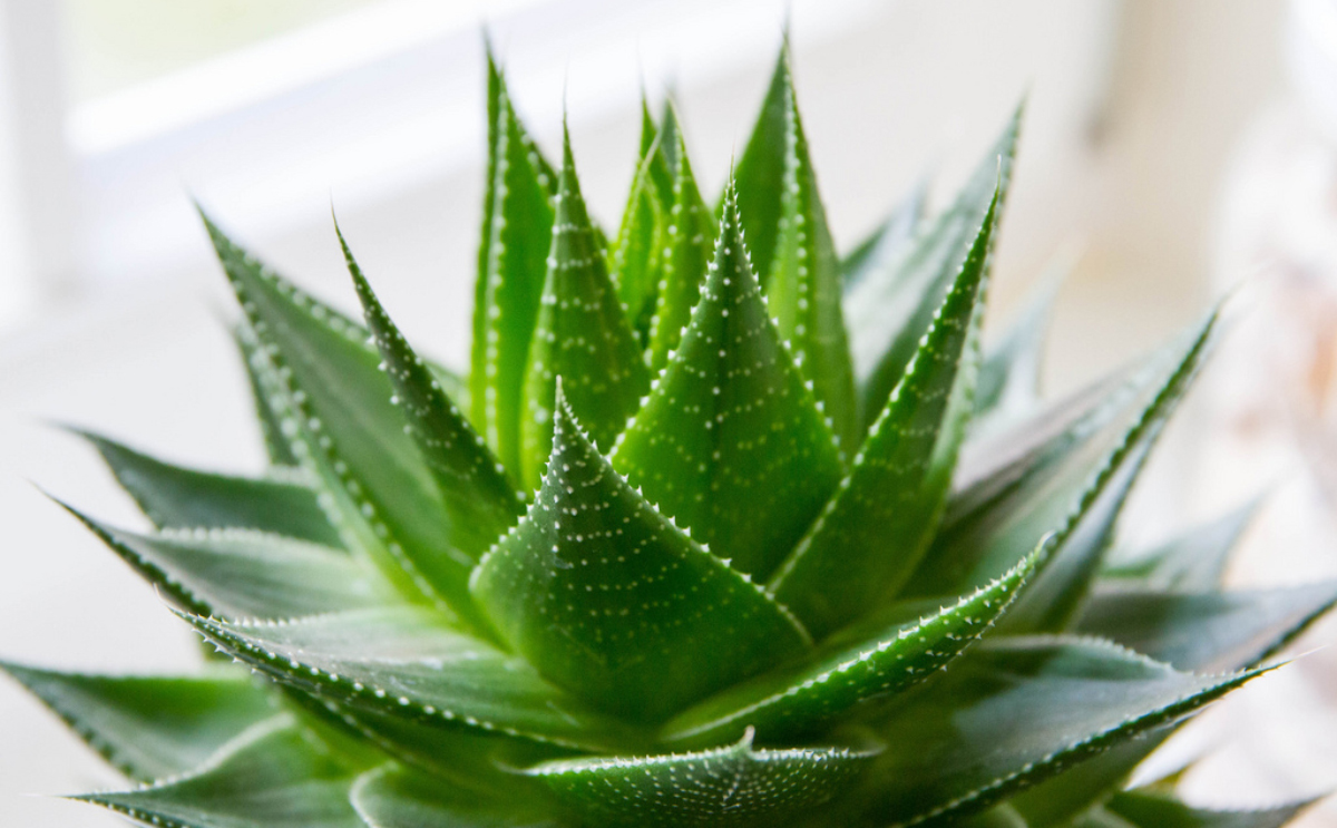 Aloe vera para la piel