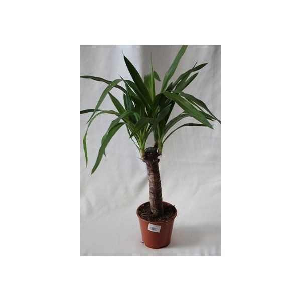 Donde comprar yuca para plantar