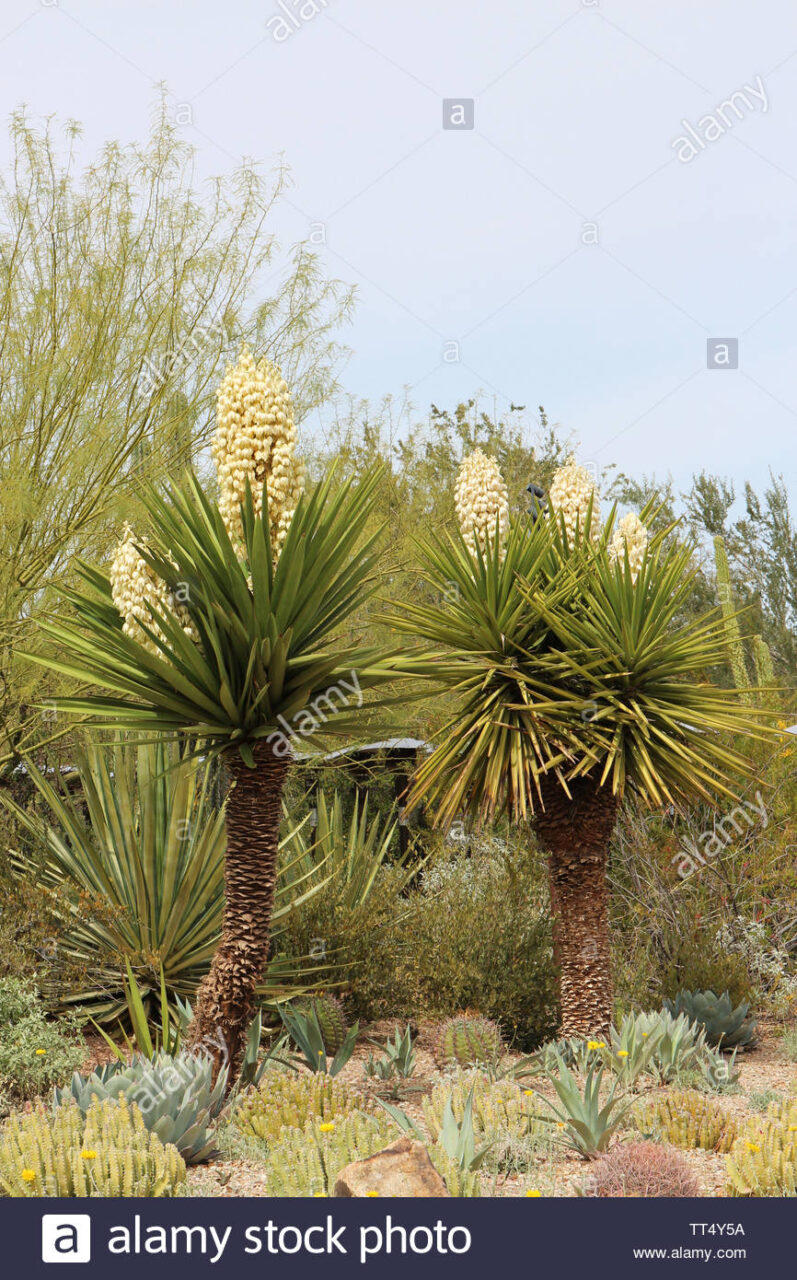 Planta palo de yuca