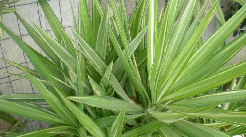 Planta decorativa yuca