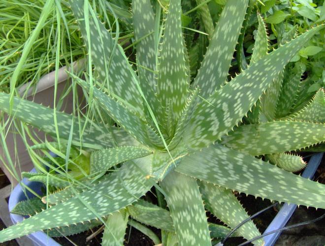 Champu aloe vera propiedades