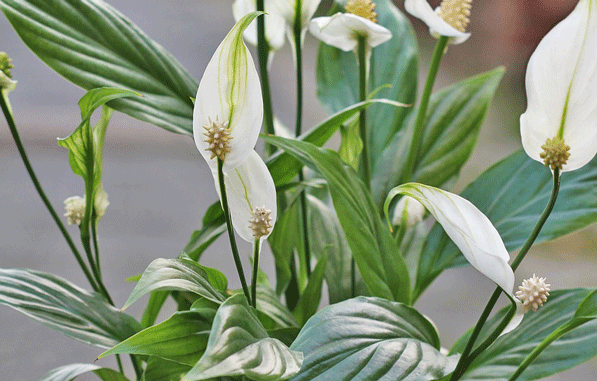 Planta espatifilo cuidados