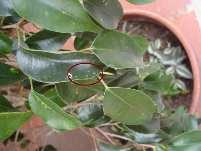Pulgon en ficus benjamina