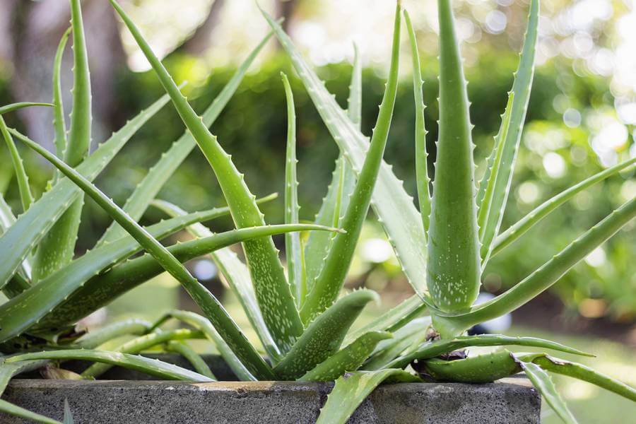 Como tomar aloe vera de la planta