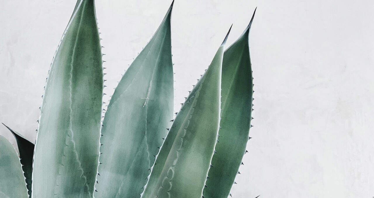 Propiedades del aloe vera