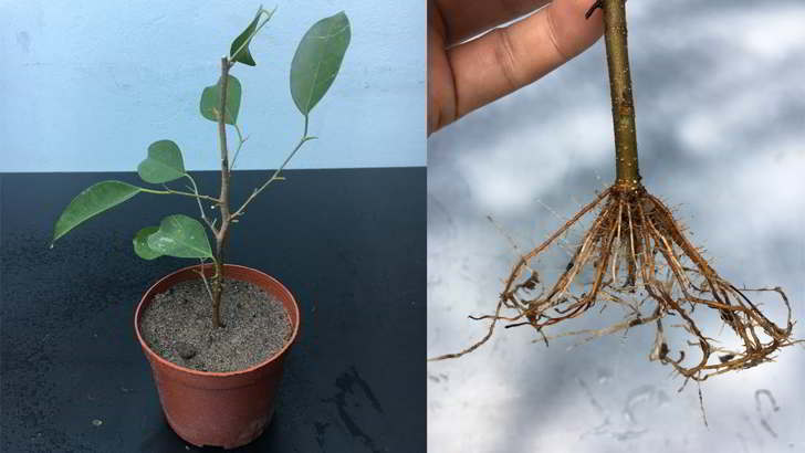 Poda ficus benjamina maceta