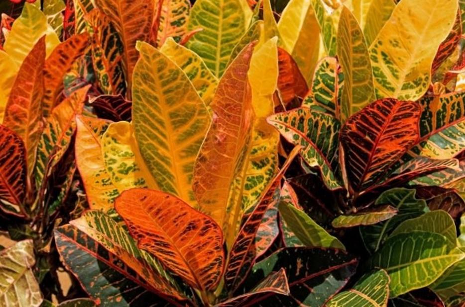Croton lacio las hojas nievas se caen