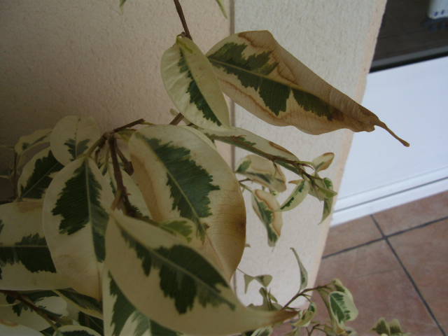 Ficus benjamina hojas caidas en racimos