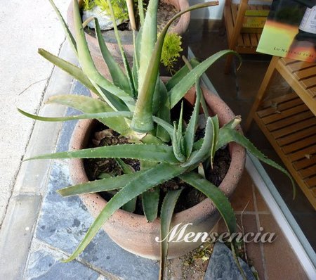 Aloe vera puro planta