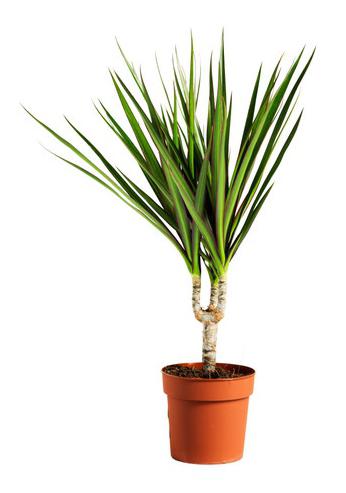 Dracena hawai puntas secas