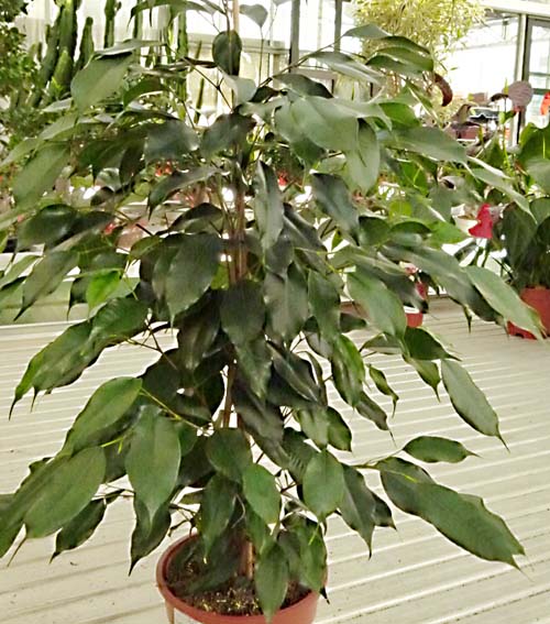 Ficus benjamina angiosperma