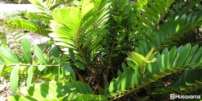 Zamioculca hojas arrugadas