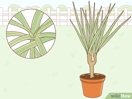 Cuidados especiales connla dracena