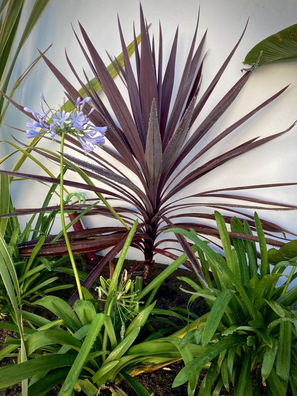 Bloque autocad dracena