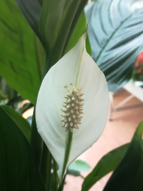 Espatifilo flor seca