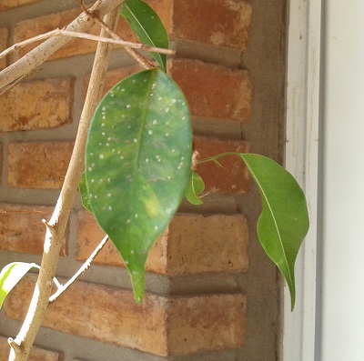 Ficus benjamina hojas manchas rojas