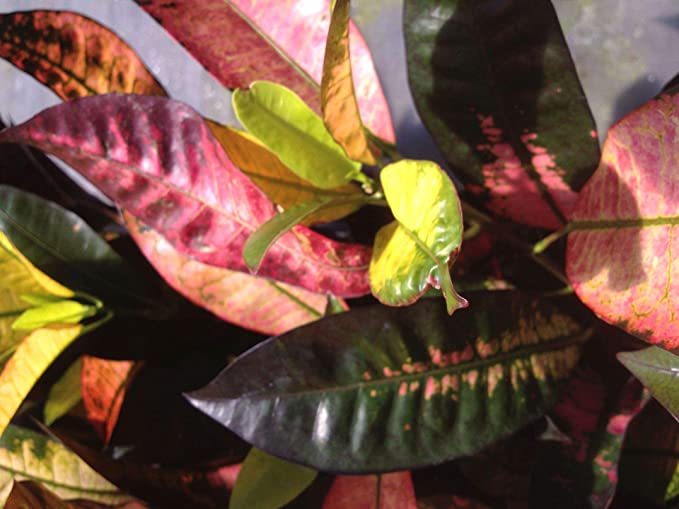 Croton cada cuanto salen hojas
