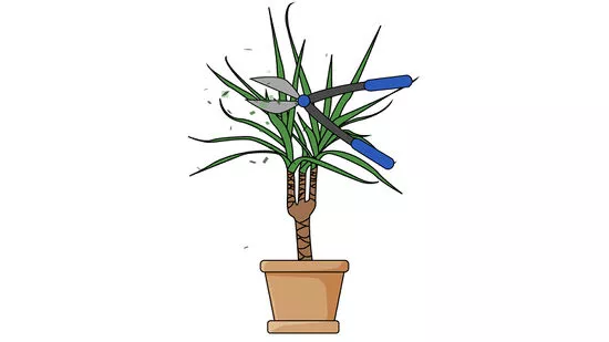 Dracena marginata agua