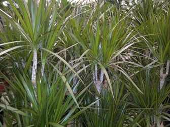 Dracena hojas lacias