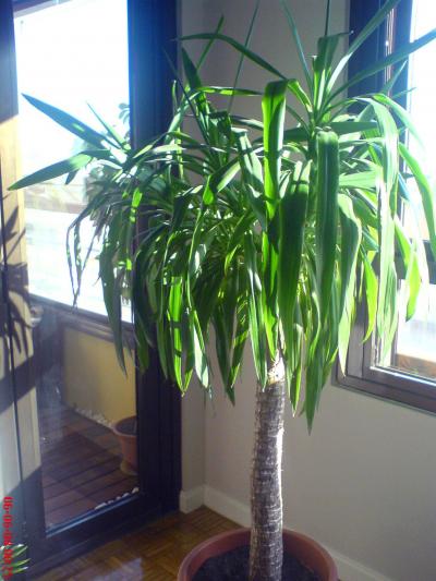Planta yuca hojas caidas