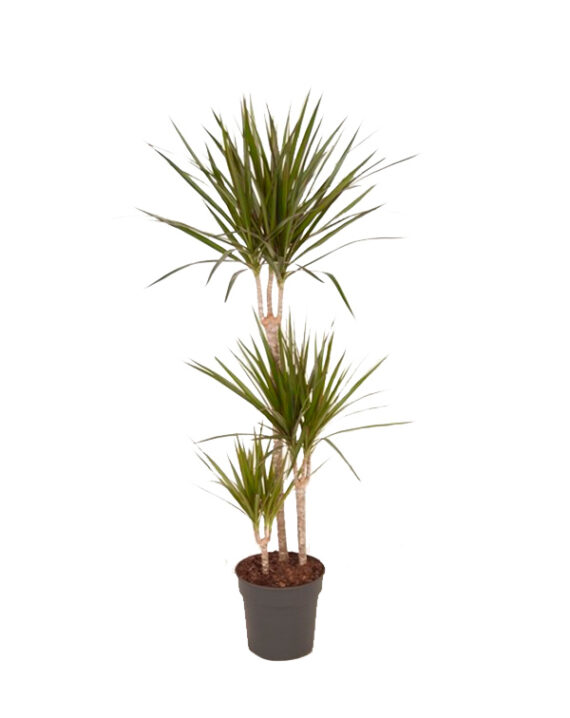 Dracena massangeana gatos