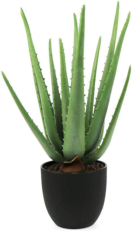 Aloe vera en maceta de plastico