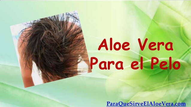 Aloe vera para la seborrea capilar