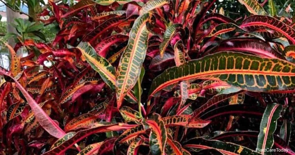 Enfermedades del croton