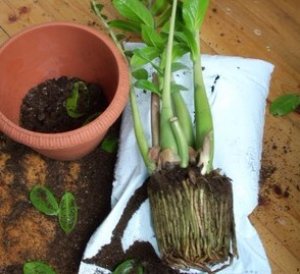 Planta zamioculca se puede recuperar desde los tuberculos