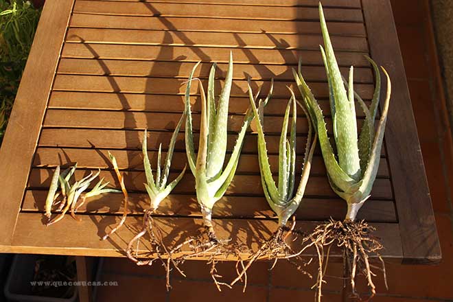 Como trasplantar un aloe vera grande