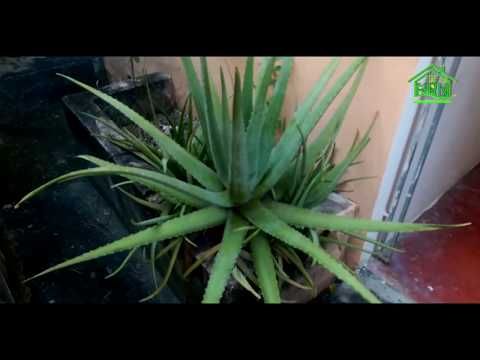 Efecto del aloe vera en el miembro de los hombres