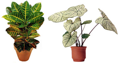 Reproducir planta croton